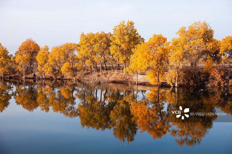 巴楚红海景区的金胡杨图片素材