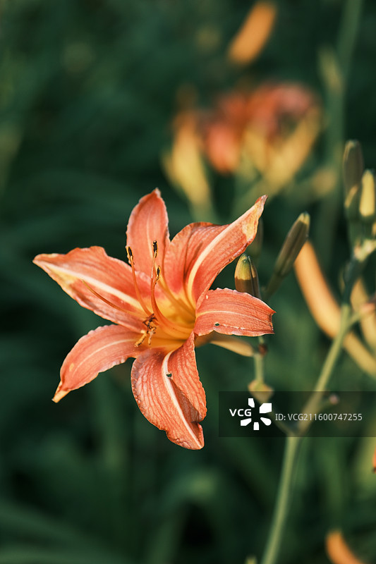 勃勃生机图片素材