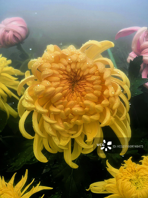 成都市人民公园菊花展图片素材