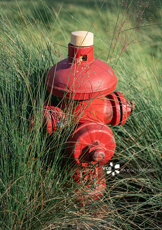 草地上红色消防栓的特写镜头图片素材