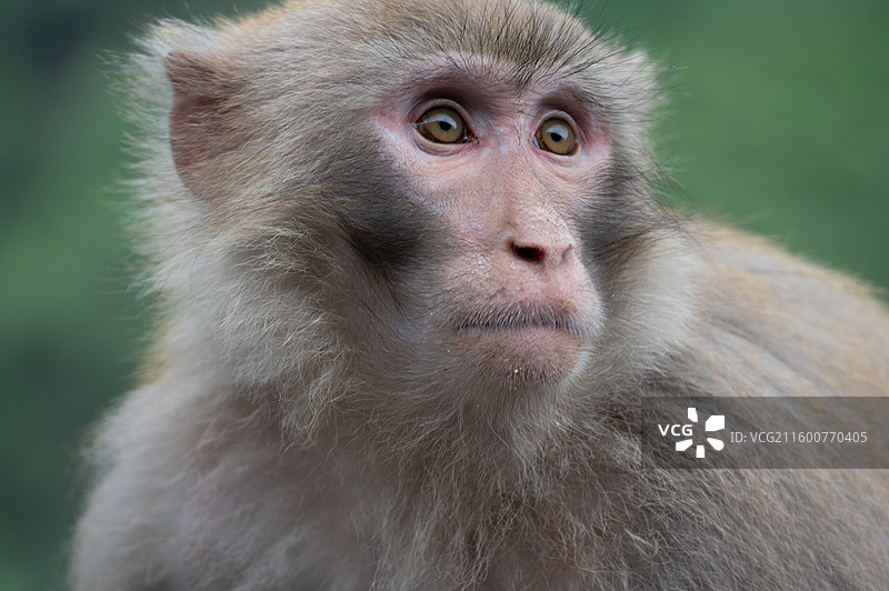 野生猴子图片素材