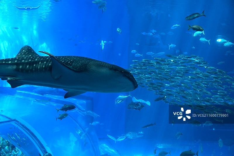 冲绳美丽海水族馆图片素材