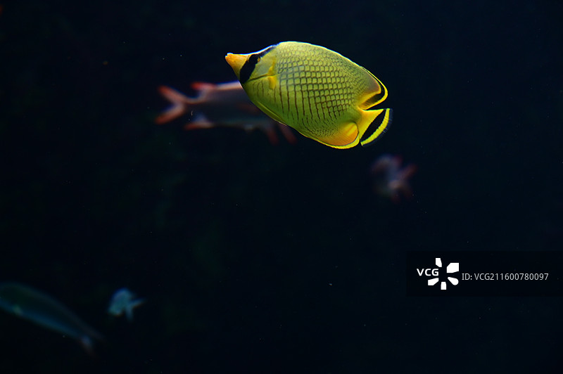 冲绳美丽海水族馆图片素材