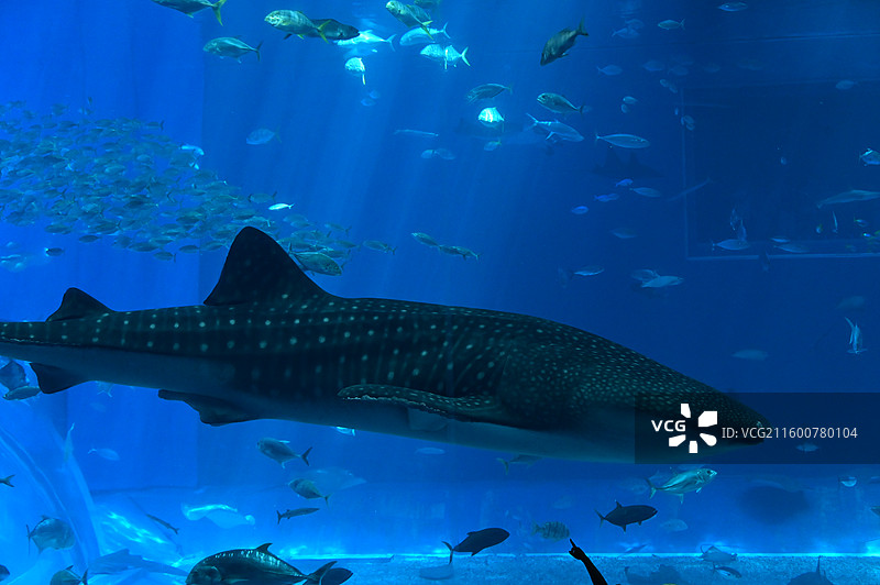 冲绳美丽海水族馆图片素材