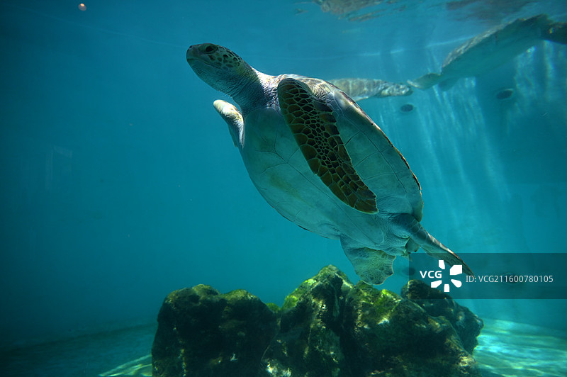 冲绳美丽海水族馆图片素材