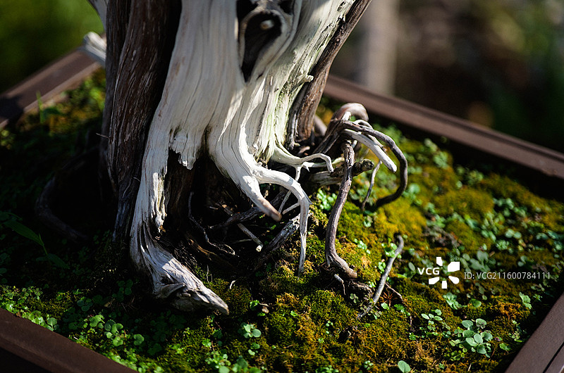 盆景艺术树根形状欣赏图片素材