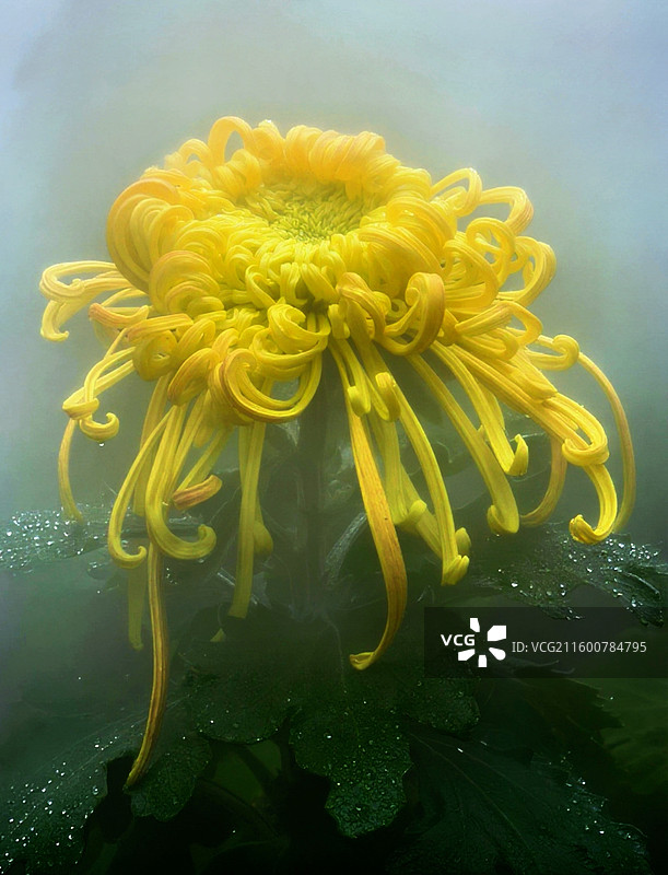 成都市人民公园菊花展图片素材