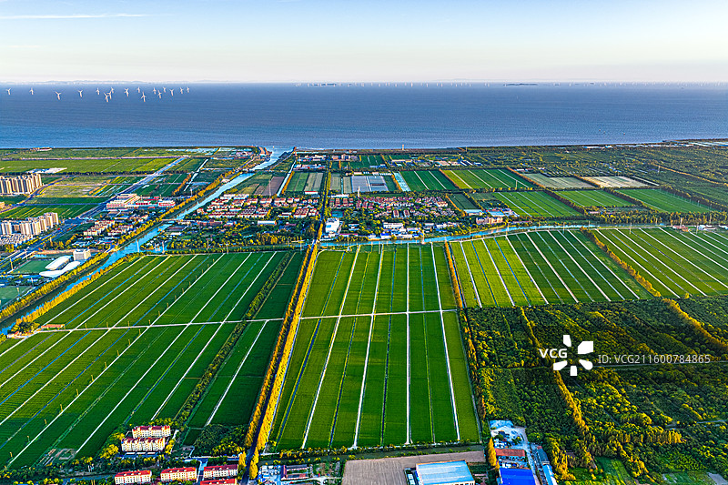 航拍上海五四农场 上山下乡知青岁月 盐碱土改良种植水稻 沿海滩涂围垦造田 杭州湾北岸 奉贤海湾镇图片素材