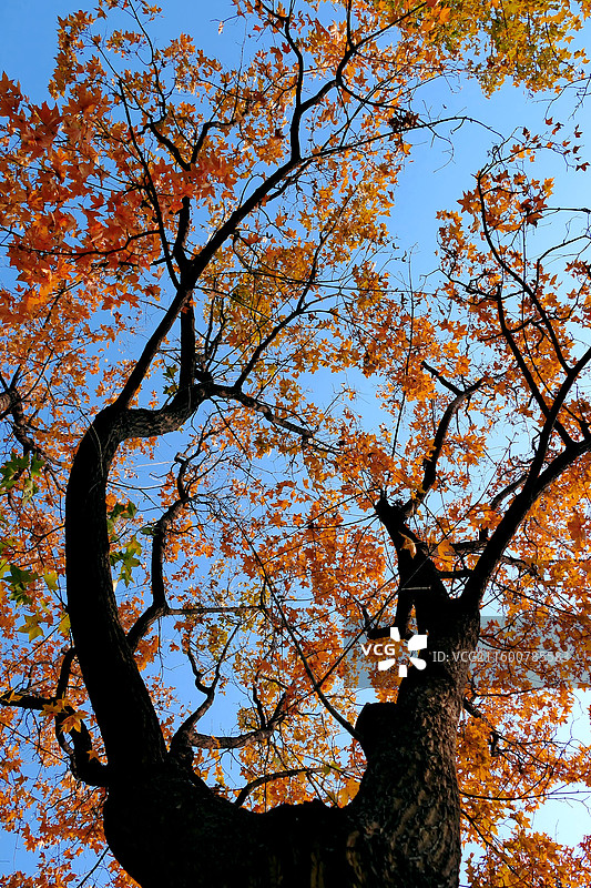 秋天的色彩（拍摄于北京世界花卉大观园）图片素材