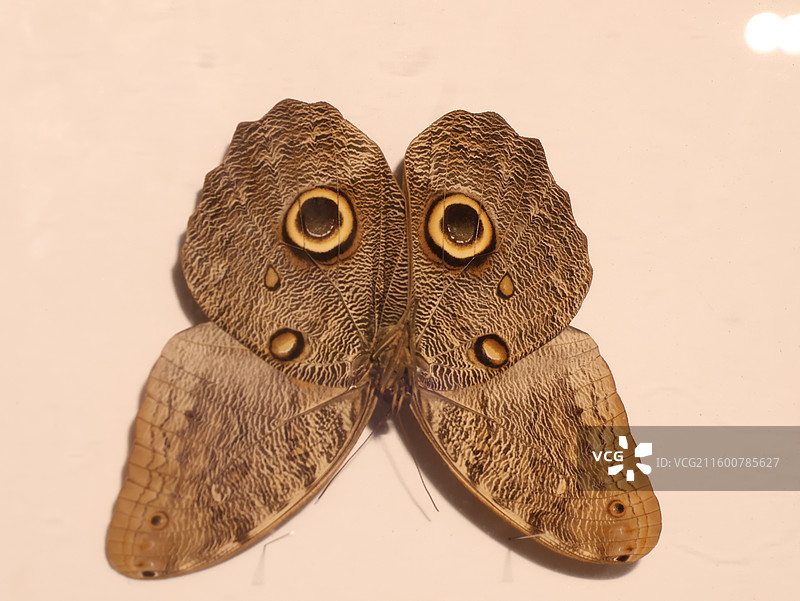 猫头鹰蝴蝶图片素材