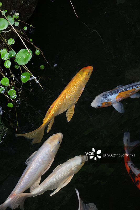 观赏鱼，金鱼，热带鱼，热带植物与鱼，锦鲤鱼，鲫鱼，图片素材