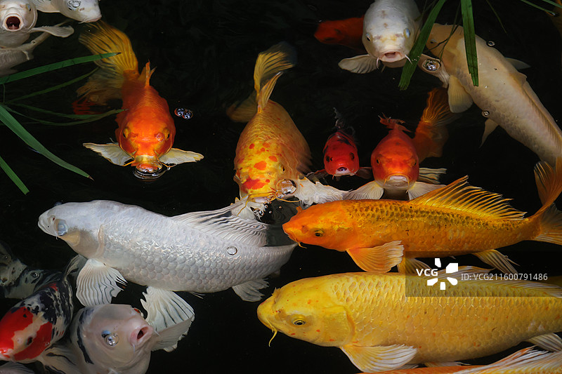 观赏鱼，金鱼，热带鱼，热带植物与鱼，锦鲤鱼，鲫鱼，图片素材