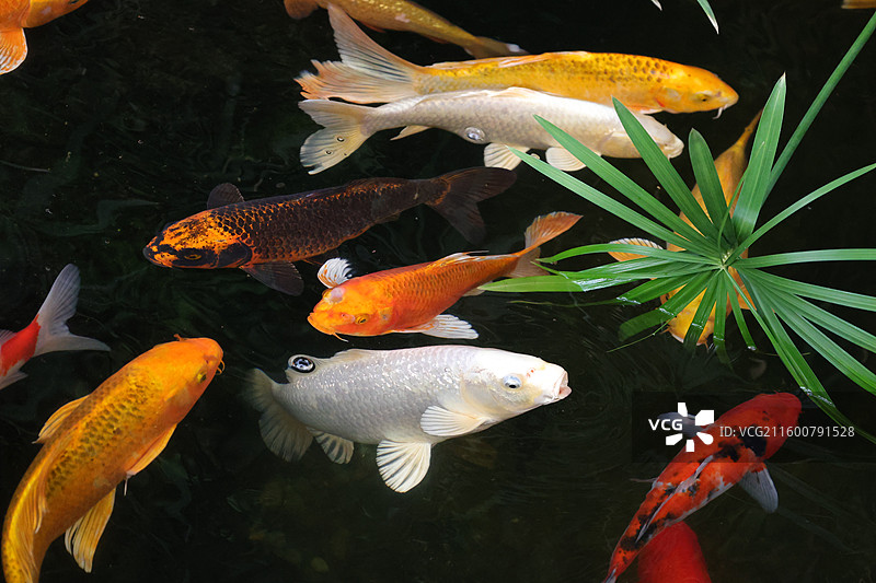观赏鱼，金鱼，热带鱼，热带植物与鱼，锦鲤鱼，鲫鱼，图片素材