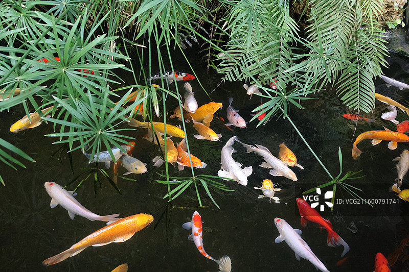 观赏鱼，金鱼，热带鱼，热带植物与鱼，锦鲤鱼，鲫鱼，图片素材