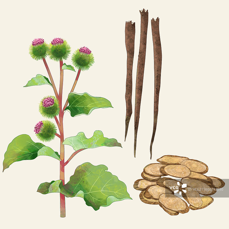 手绘水彩中药药材牛蒡根图片素材