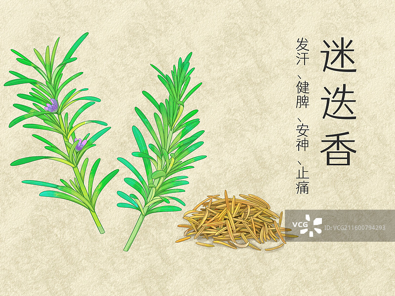 手绘水彩中药药材迷迭香插画图片素材