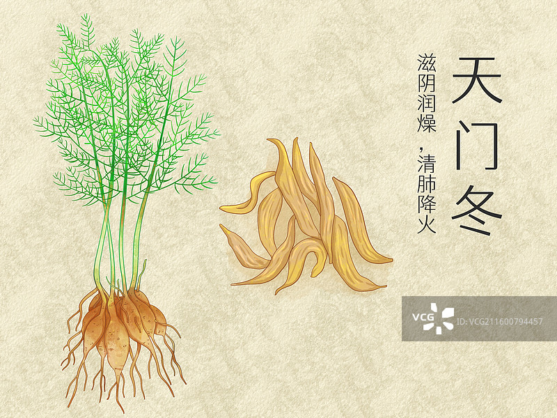 手绘水彩中药药材天门冬插画图片素材