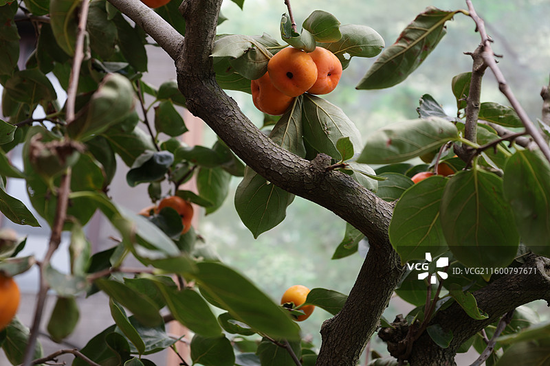 柿子树，果实，热带水果，灵岩寺，吉林，植物园图片素材