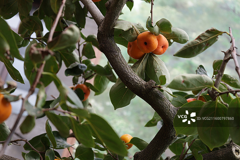 柿子树，果实，热带水果，灵岩寺，吉林，植物园图片素材
