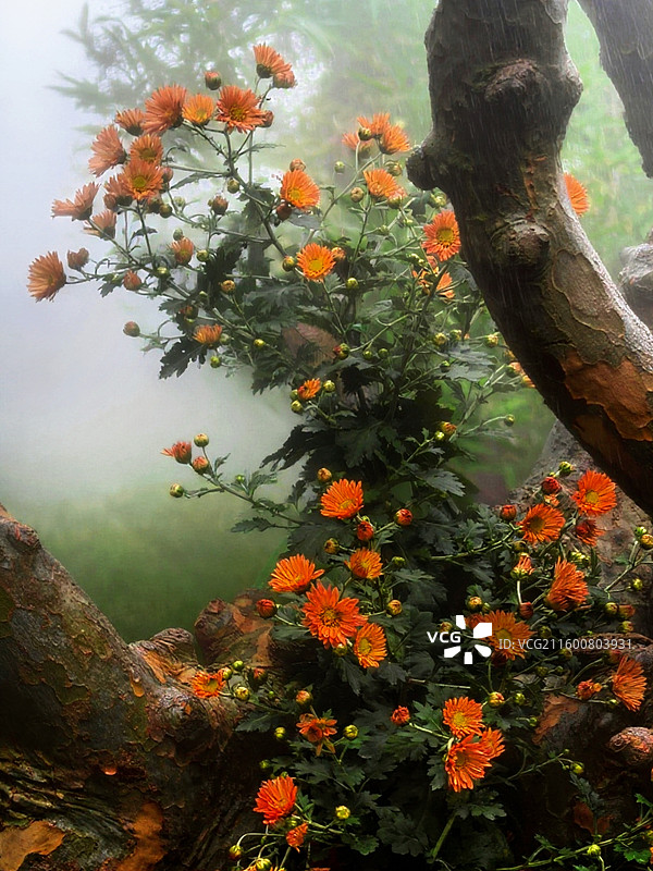 成都市人民公园菊花展图片素材