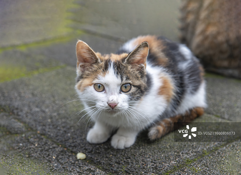 猫，十三陵的猫图片素材