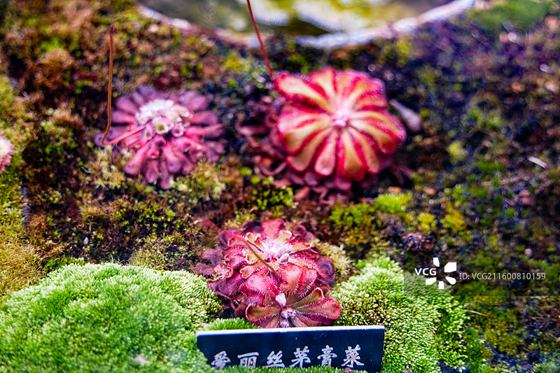 西双版纳中科院热带植物园爱丽丝茅膏菜图片素材