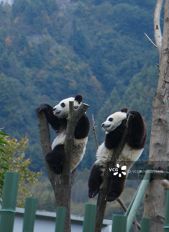 四川国宝大熊猫爬树吃饭时间图片素材