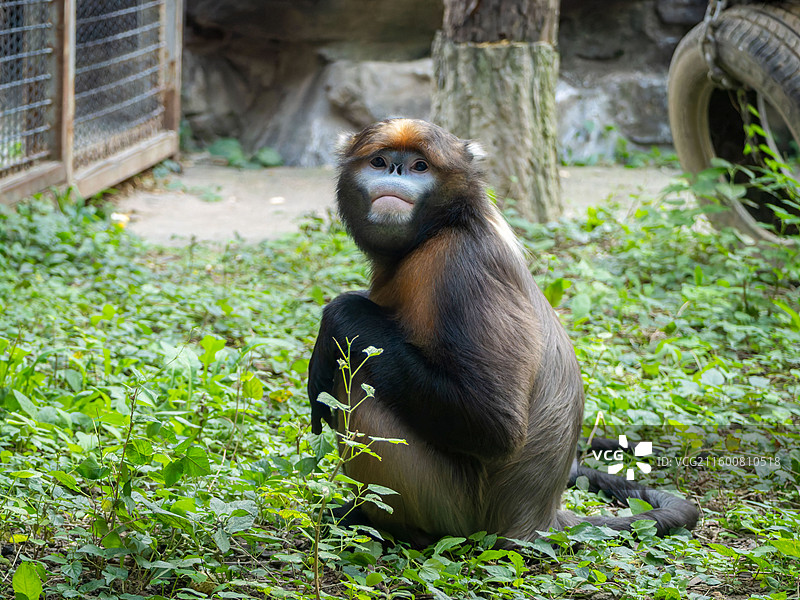 北京动物园黔金丝猴奇奇20250926图片素材