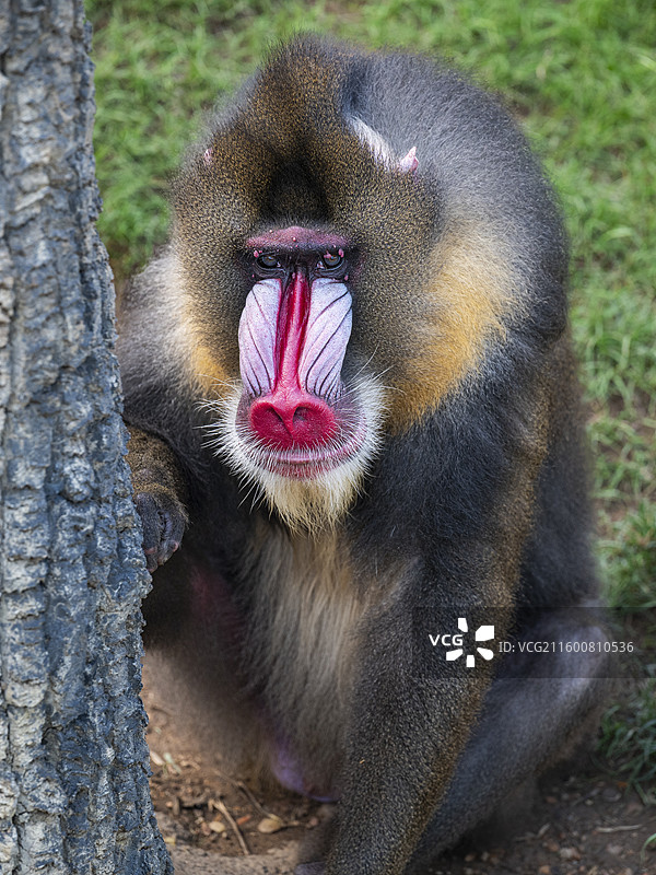 草地上的山魈特写图片素材