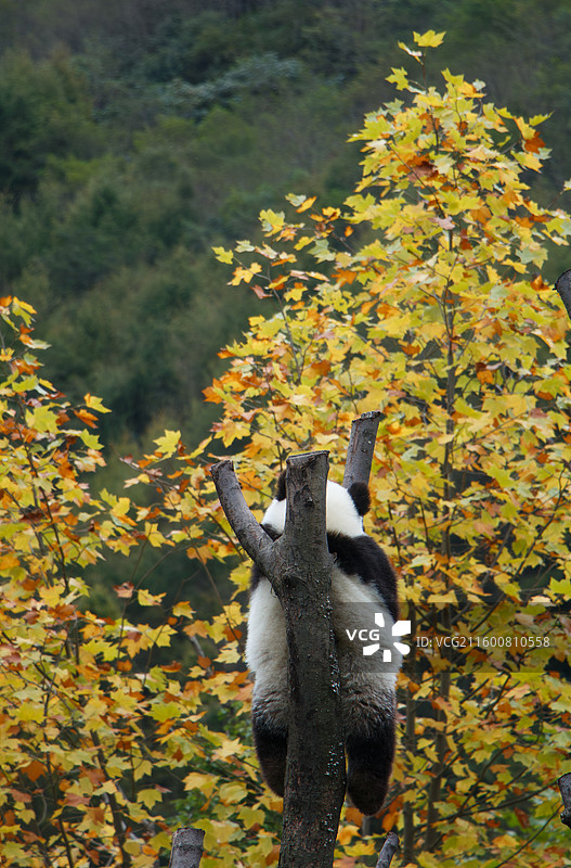 四川国宝大熊猫爬树吃饭时间图片素材