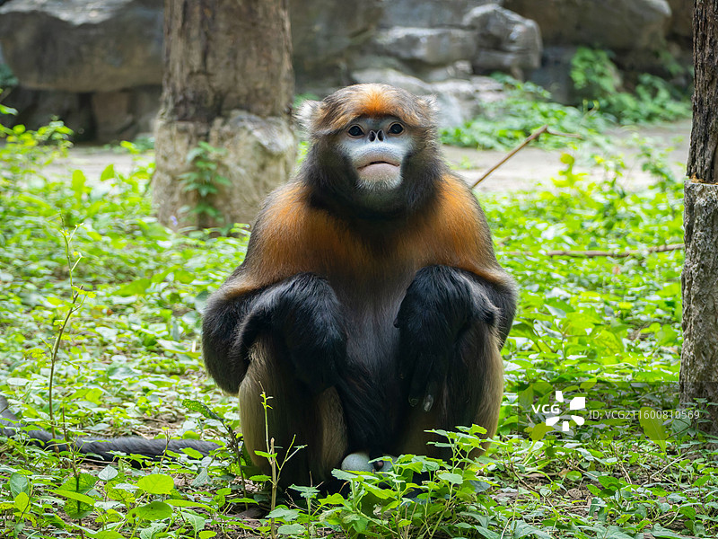 北京动物园黔金丝猴奇奇20250926图片素材