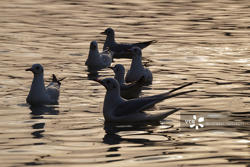 红嘴鸥在金色水面上自由自在的游荡-银川海宝公园图片素材
