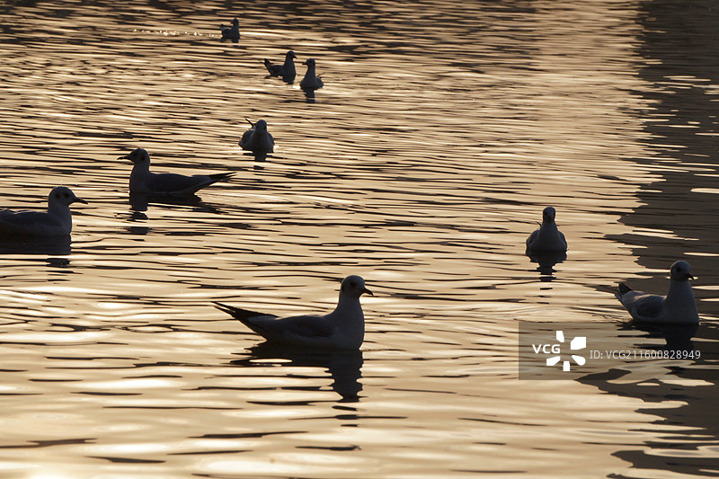 红嘴鸥在金色水面上自由自在的游荡-银川海宝公园图片素材