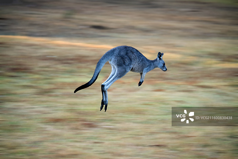 袋鼠图片素材
