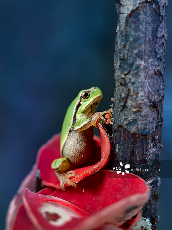 红菇上的绿蛙图片素材