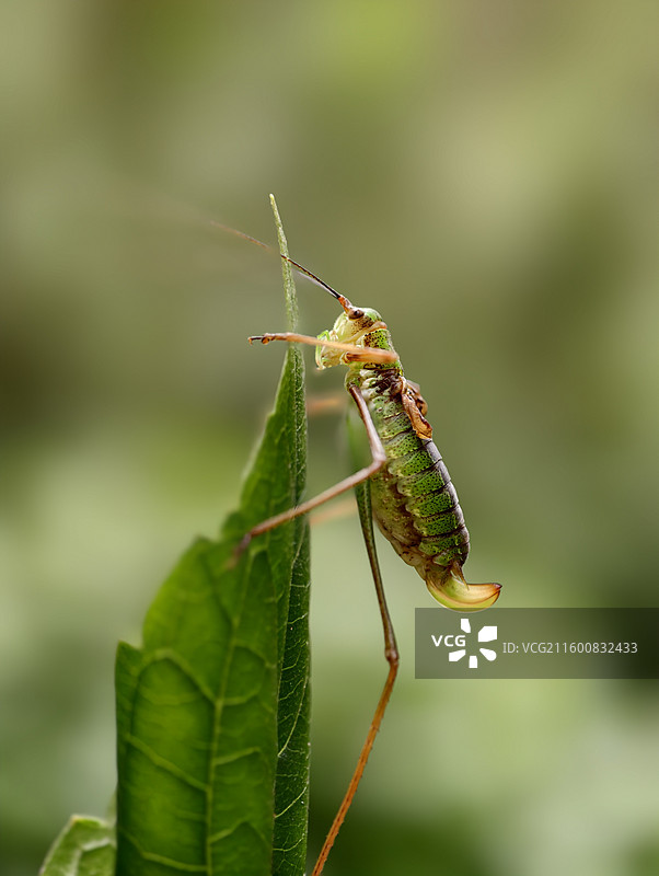 孕妈妈图片素材