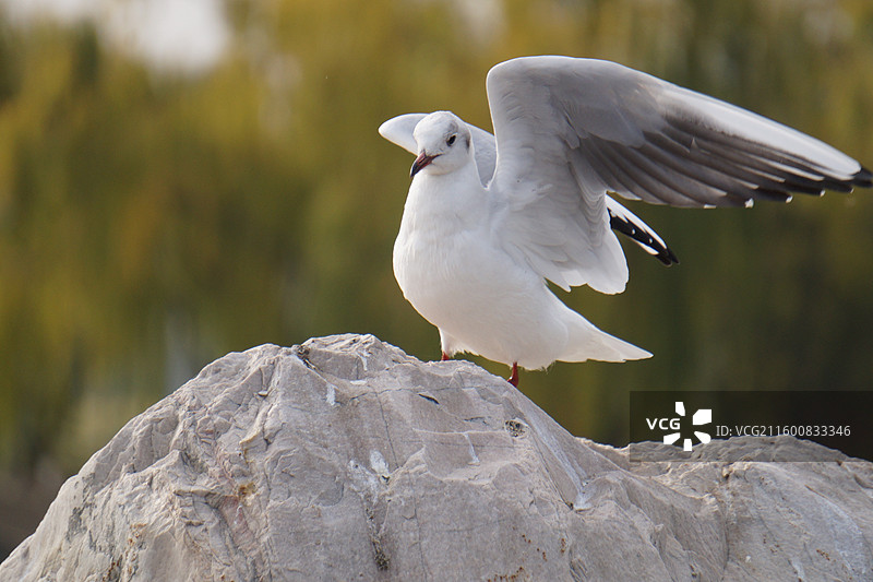 红嘴鸥特写-银川海宝公园的红嘴鸥回来了图片素材