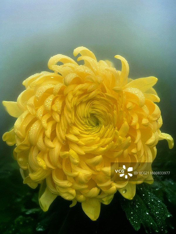 成都市人民公园菊花展图片素材