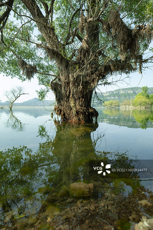 水中树图片素材
