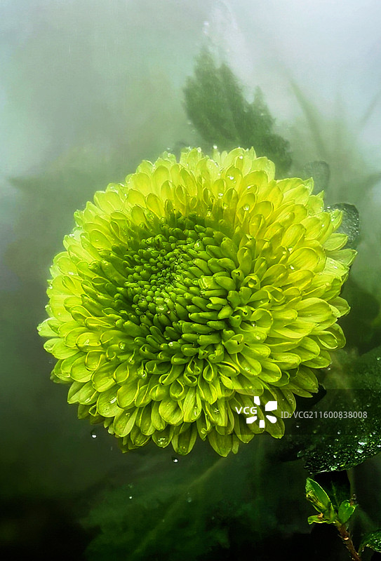 成都市人民公园菊花展图片素材