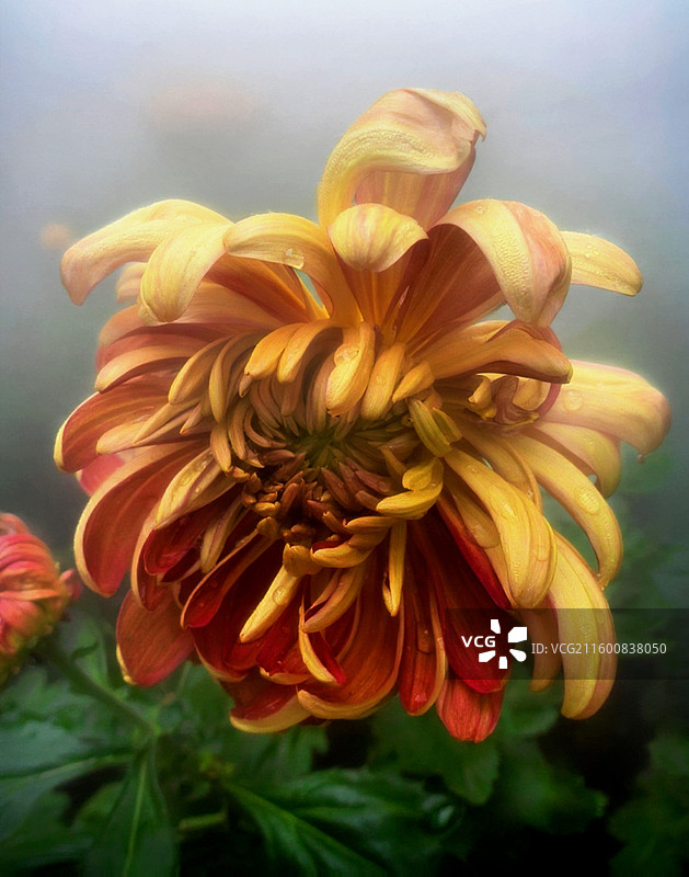 成都市人民公园菊花展图片素材