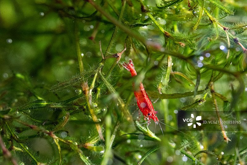 在竹节草中穿行的极火虾图片素材