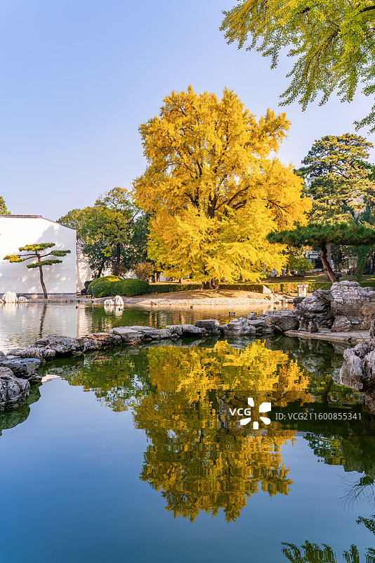香山饭店300年银杏树图片素材