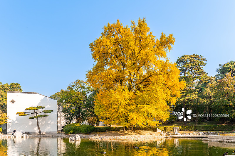 香山饭店300年银杏树图片素材