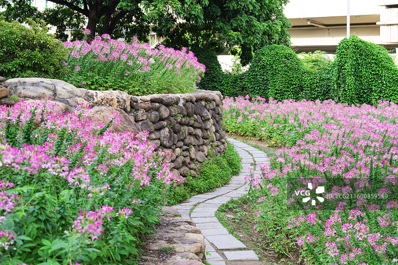南宁市人民公园梦幻醉蝶花图片素材