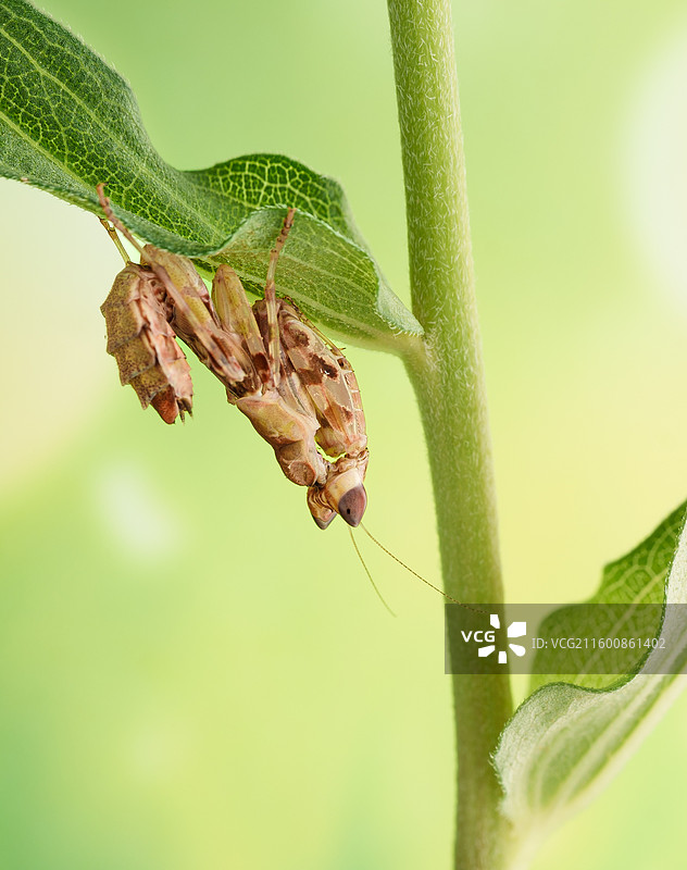 微距壁纸-兰花螳螂若虫图片素材
