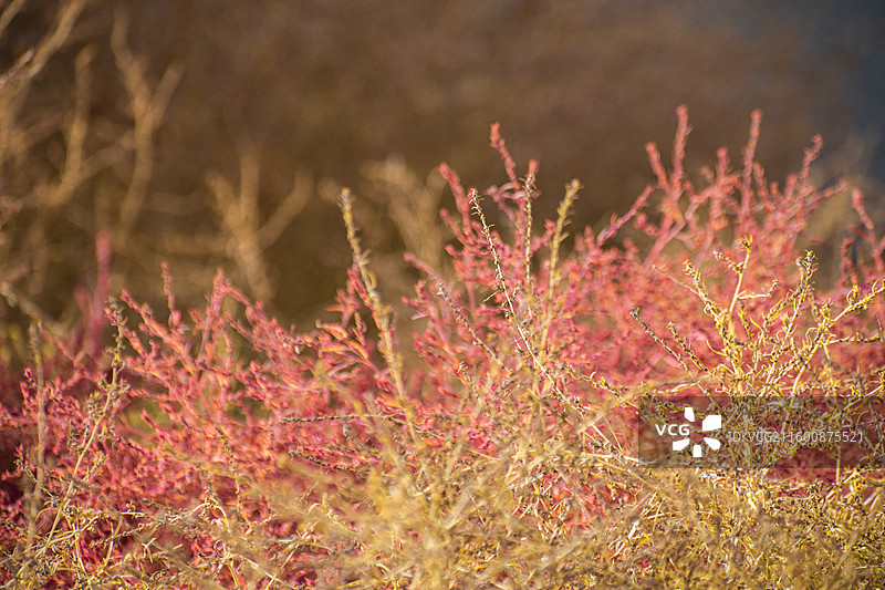 地肤草、扫帚苗、扫帚菜、观音菜、孔雀松、碱地肤图片素材