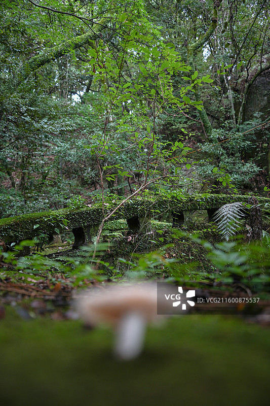 日本鹿儿岛县慈眼寺公园夏天户外大自然秘境图片素材