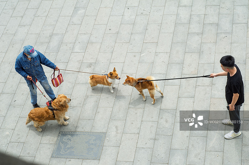 青岛海云庵两人户外牵狗互动场景图片素材