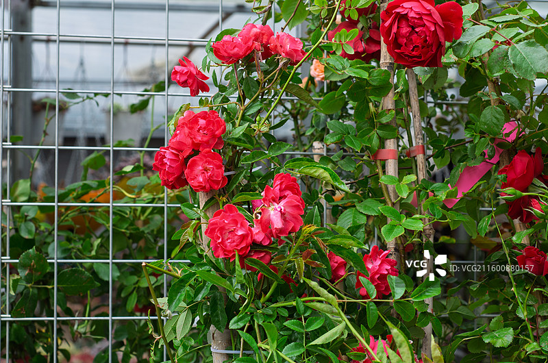 青岛海云庵围栏上盛开的红色蔷薇图片素材